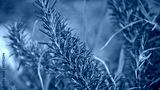 preview cold
