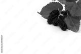 preview bw