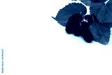 preview cold