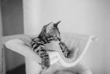 preview bw