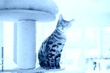 preview cold