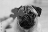 preview bw