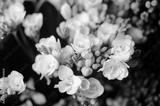 preview bw