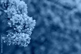 preview cold