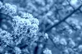 preview cold