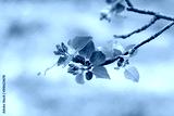 preview cold