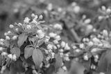 preview bw