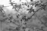 preview bw