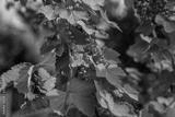 preview bw