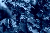preview cold