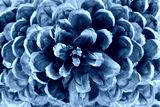 preview cold