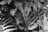 preview bw