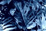preview cold