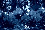 preview cold