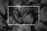 preview bw