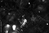 preview bw