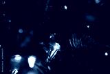 preview cold