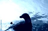 preview cold