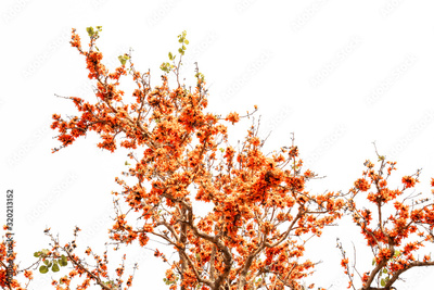 image to crop