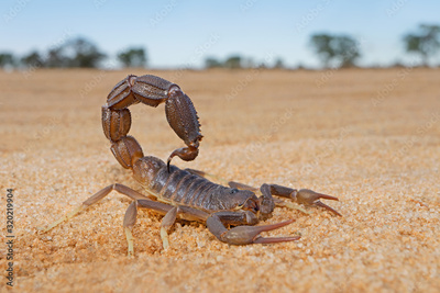 image to crop