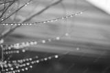 preview bw