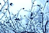 preview cold