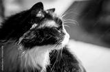 preview bw