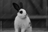 preview bw