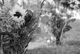 preview bw