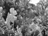 preview bw
