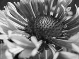 preview bw