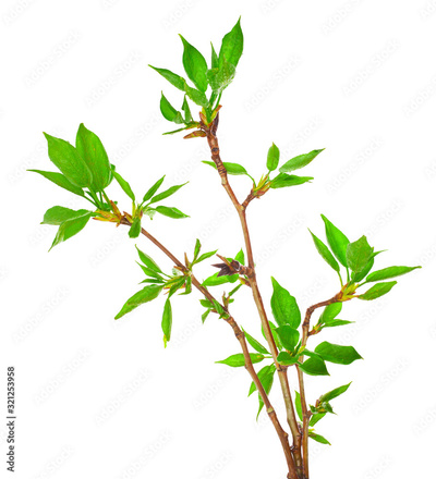 image to crop