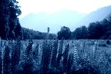 preview cold