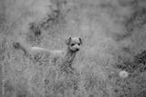 preview bw