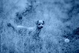 preview cold