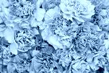 preview cold
