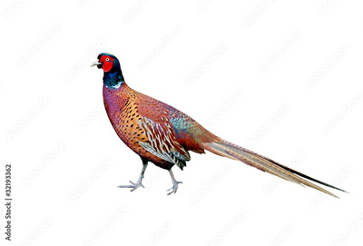 image to crop