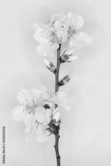 preview bw