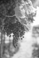 preview bw
