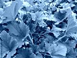 preview cold