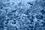 preview cold