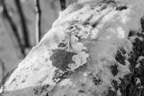 preview bw