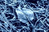 preview cold