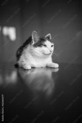 preview bw