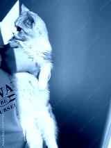 preview cold