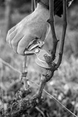 preview bw