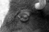 preview bw