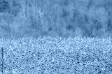 preview cold