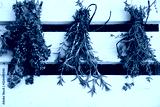 preview cold