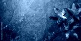 preview cold